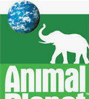 Animal Planet izle